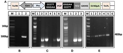 Hepatitis E Virus Cysteine Protease Has Papain Like Properties Validated by in silico Modeling and Cell-Free Inhibition Assays